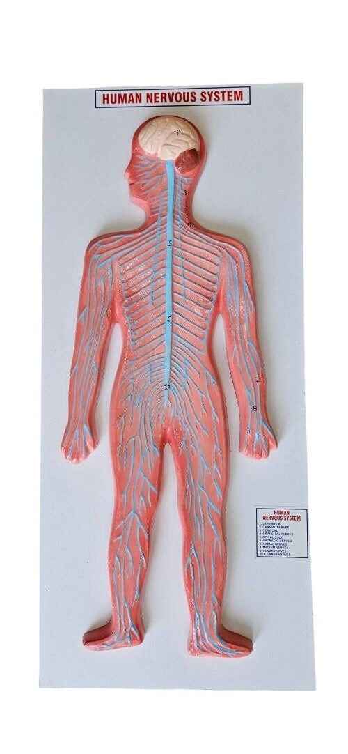 Human Nervous System On Board 10 x 22″ Superier Quality laboratory deal