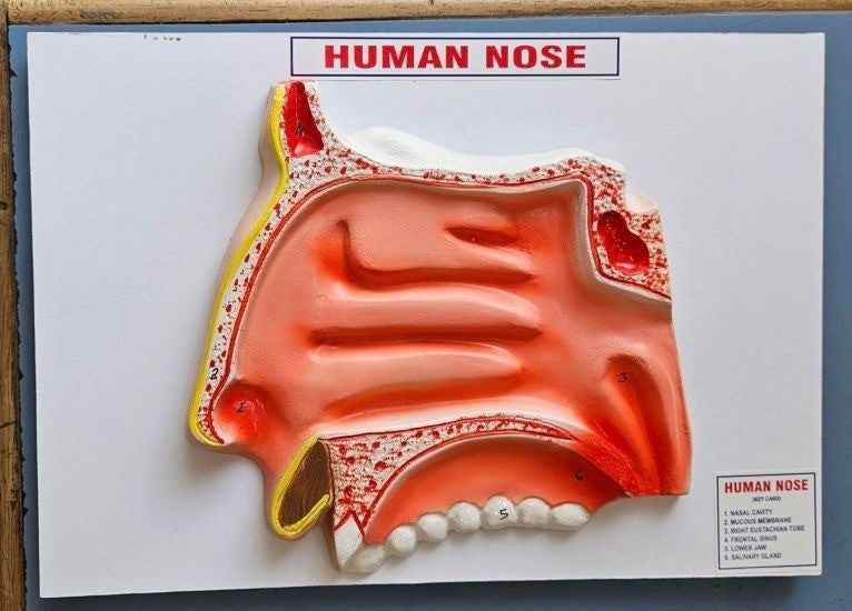 Human Nose On Board 14 x 10″ Superier Quality laboratory deal