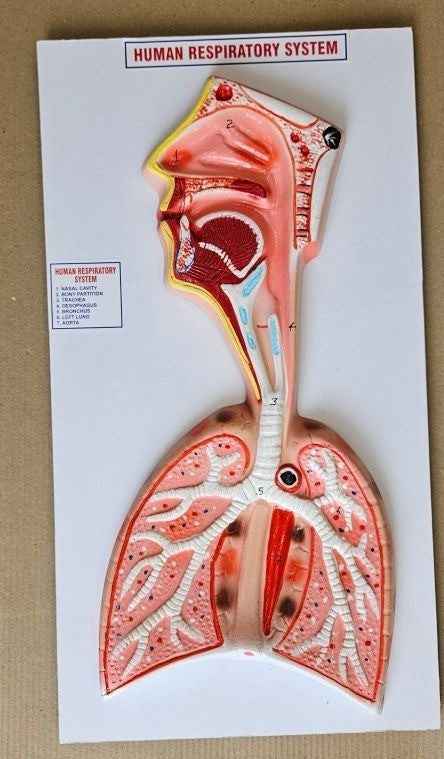 Human Respiratory System On Board 10x 20″ Superier Quality laboratory deal