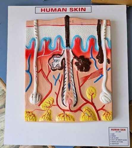 Human Skin On Board 12×14″ Superier Quality