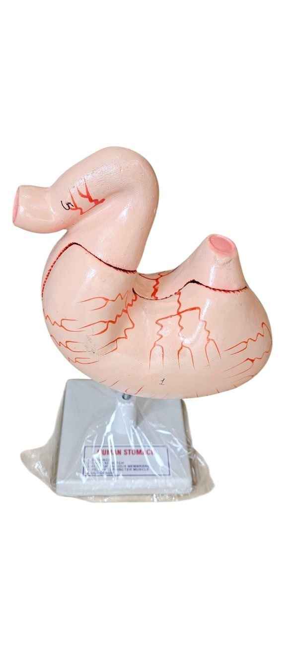 Human Stomach On Stand Superier Quality laboratory deal