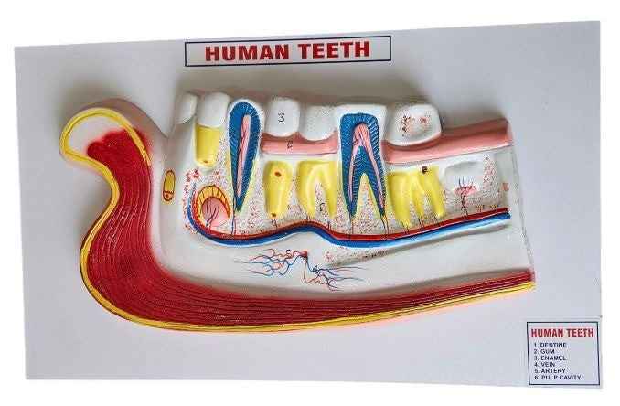 Human Teeth On Board On Board 14 x 10″ Superier Quality laboratory deal