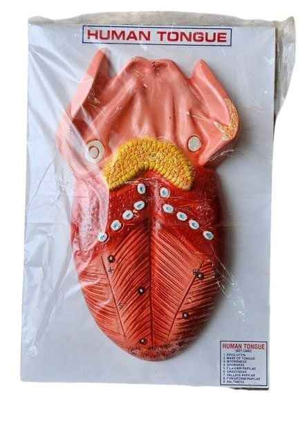 Human Tongue On Board 14 x 10″ Superier Quality