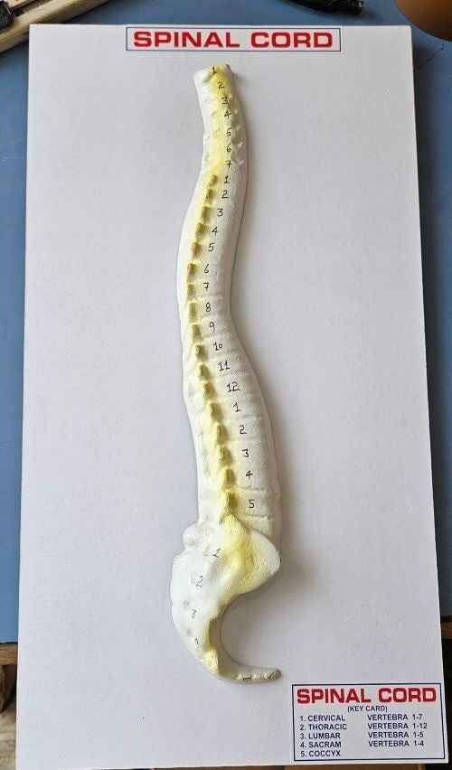 Human Spinal Cord 16 x 10″ Superier Quality laboratory deal