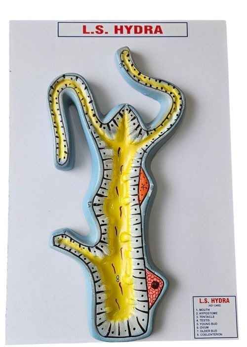 Hydra Model On Board 10 x 14″ Superier Quality/LABPRO LABPRO