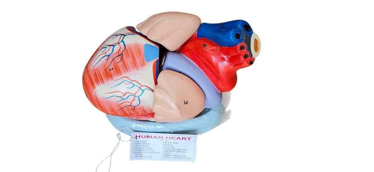 Jumbo Human Heart On base 4 Part Dissetible Magnatic Superier Quality LABPRO