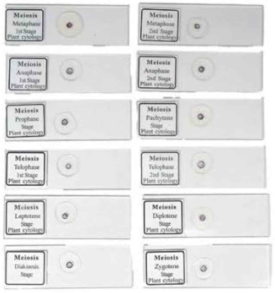 Meiosis Permanent Slide 1 Set (Pack Of 12Pc) Biology laboratory deal