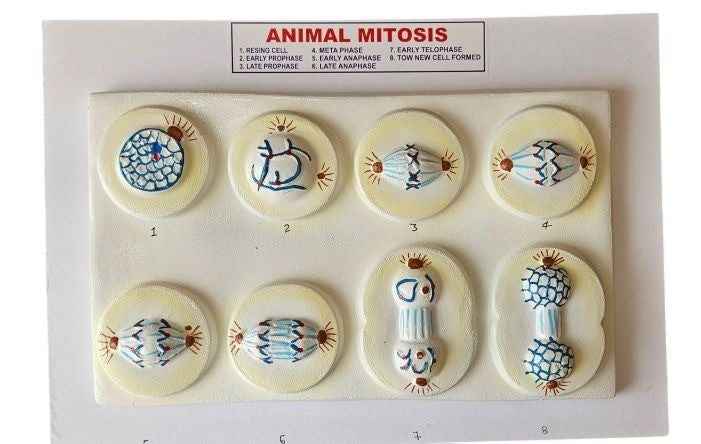Mitosis On Board 10 x 22″ Superier Quality/LABPRO LABPRO