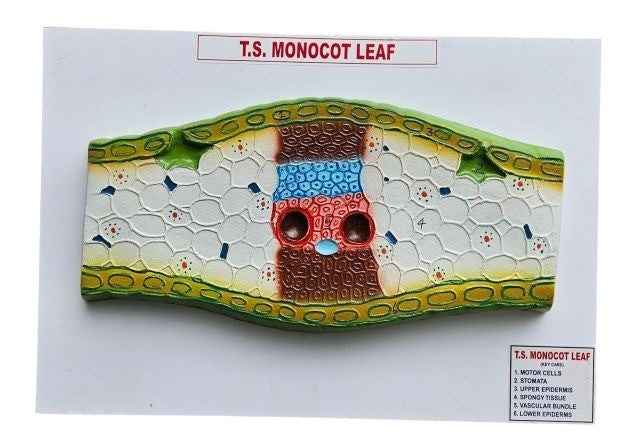 Monocot Leaf Model 14 x 10″ Superier Quality