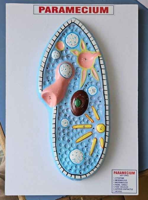 Paramecium Model On Board 10 x 14″ Superier Quality LABPRO