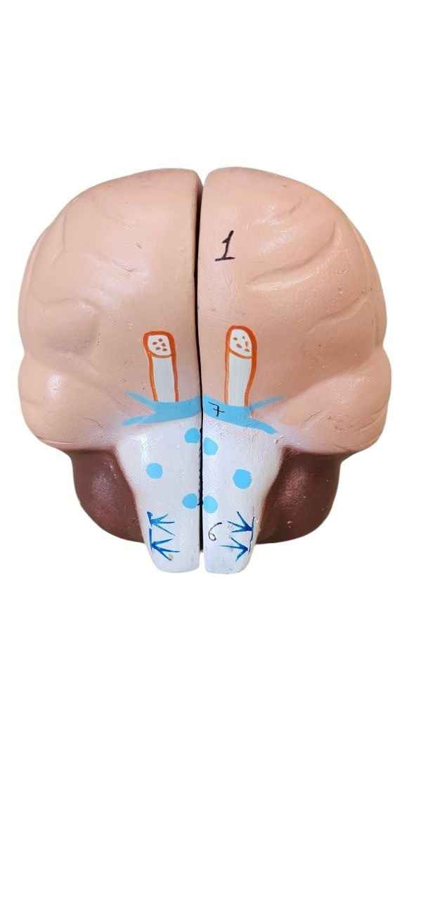 Human Brain 2 Part Dissectible Superier Quality LABPRO