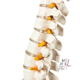 21 Inches Tall Human Spine 3d Model for Chiropractor and Osteopath - Laboratorydeal