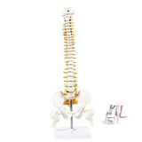 21 Inches Tall Human Spine 3d Model for Chiropractor and Osteopath - Laboratorydeal