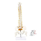 21 Inches Tall Human Spine 3d Model for Chiropractor and Osteopath- 