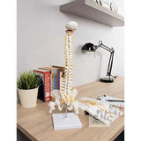 21 Inches Tall Human Spine 3d Model for Chiropractor and Osteopath- 