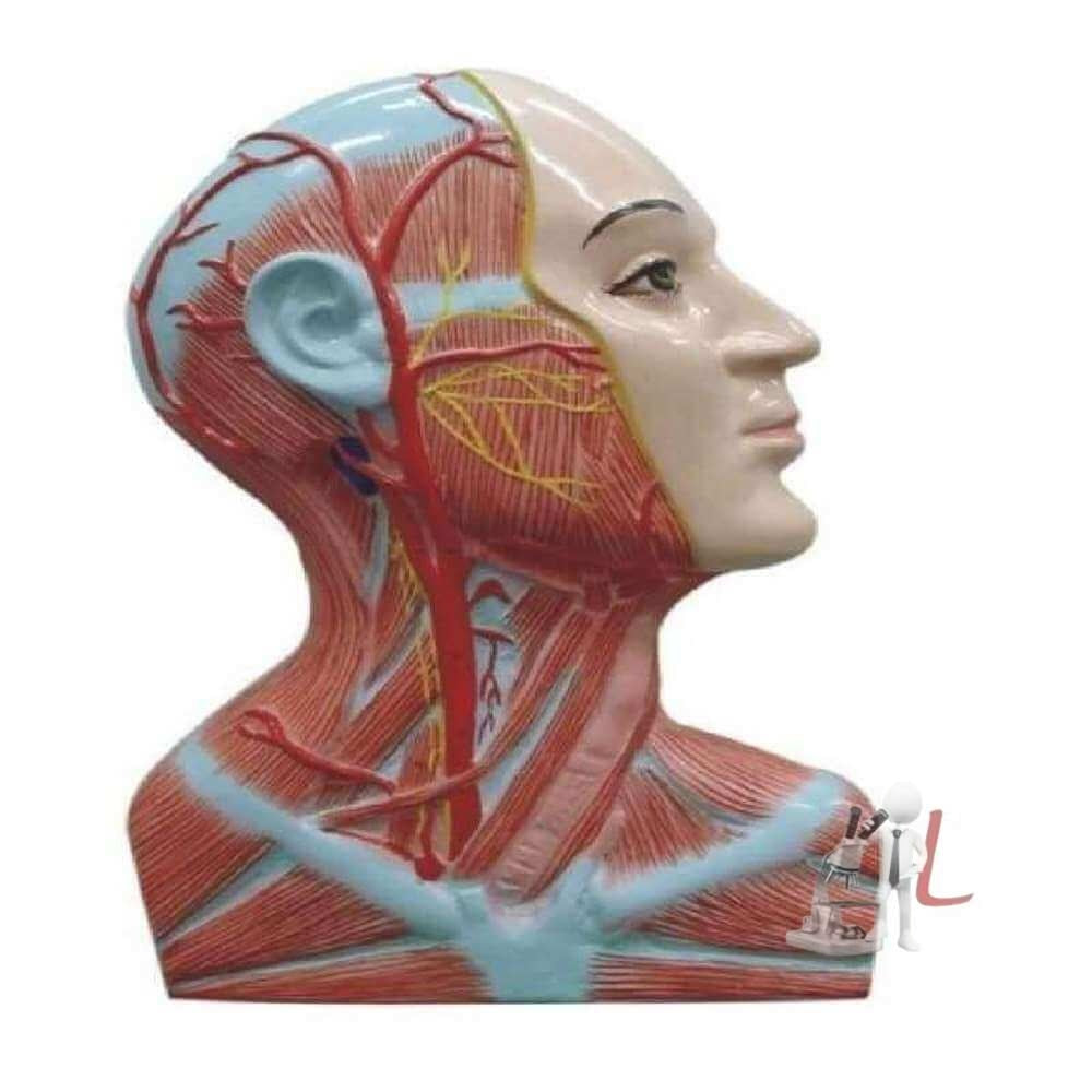 A Dissection Of The Right Side Of The Neck - Laboratorydeal