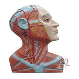 A Dissection Of The Right Side Of The Neck- Medical equipment