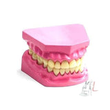 ARGLabs Dental Model Small- 