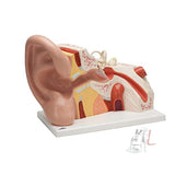 ARGLabs Gaint Ear Model (5 Times)- 