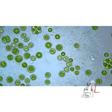 Acetabularia W.M.- Science & Laboratory
