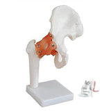 Ajanta Export hip joint ligaments- 