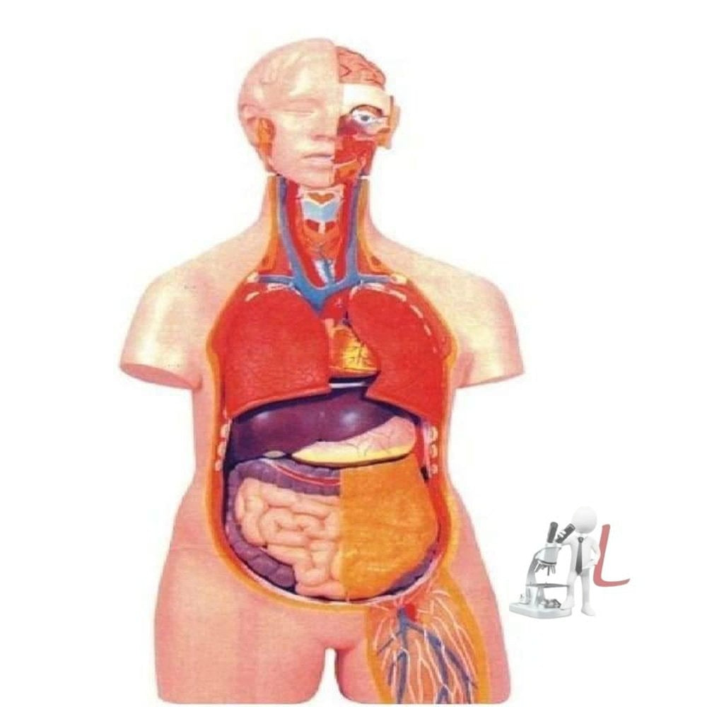 Anatomy Model online (Human), Unisex-12 Parts - Laboratorydeal