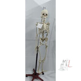 Articulated Human Skeleton Model with Stand (5 feet) - Laboratorydeal
