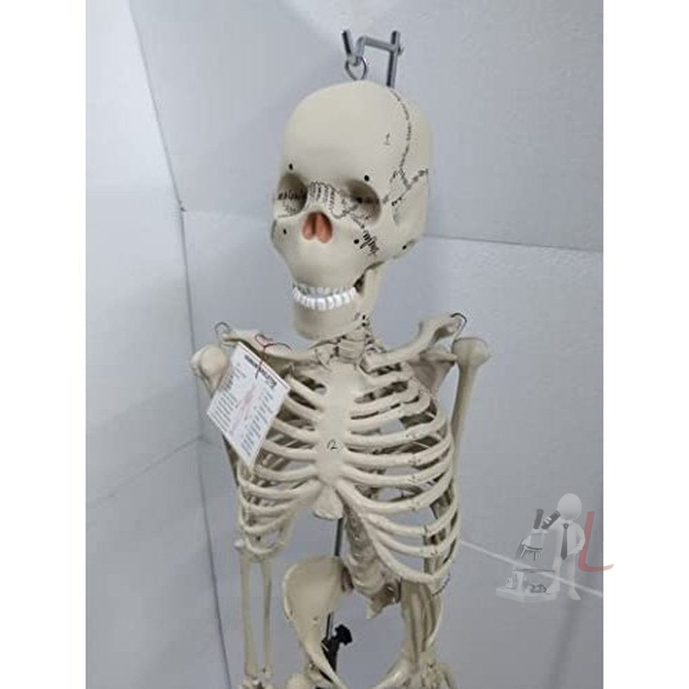 Articulated Human Skeleton Model with Stand (5 feet) - Laboratorydeal