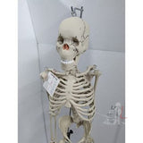 Articulated Human Skeleton Model with Stand (5 feet) - Laboratorydeal
