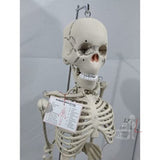 Articulated Human Skeleton Model with Stand (5 feet) - Laboratorydeal
