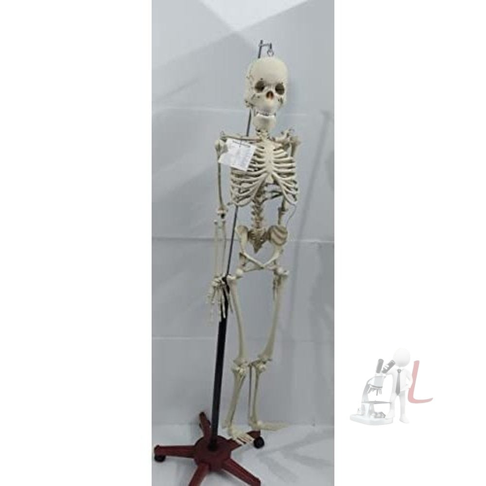 Articulated Human Skeleton Model with Stand (5 feet)- 
