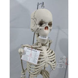Articulated Human Skeleton Model with Stand (5 feet)- 