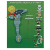 Autonomic Nervous System- Laboratory equipment