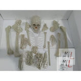 Disarticulated Human Skeleton Model (Bilateral) Life Bone Set for Medical Students (5 ft Tall)- 