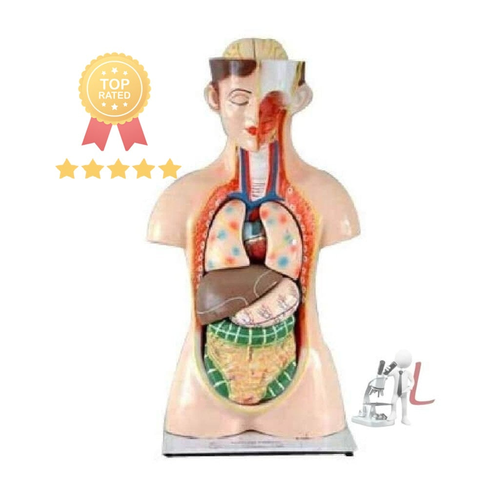 Biology Models For Exhibition - Laboratorydeal