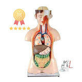 Biology Models For Exhibition - Laboratorydeal