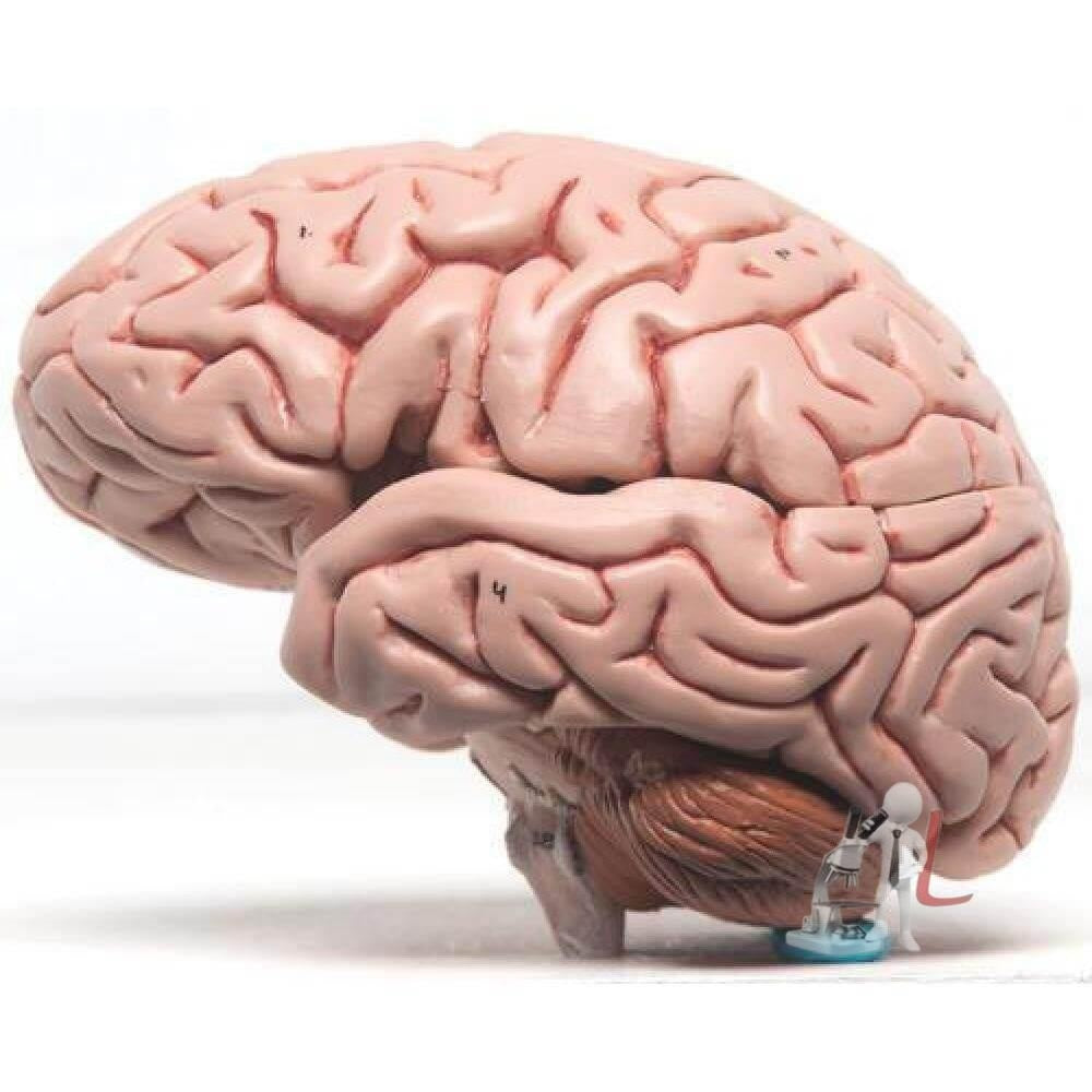 Brain modle - Laboratorydeal