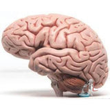 Human brain model- 