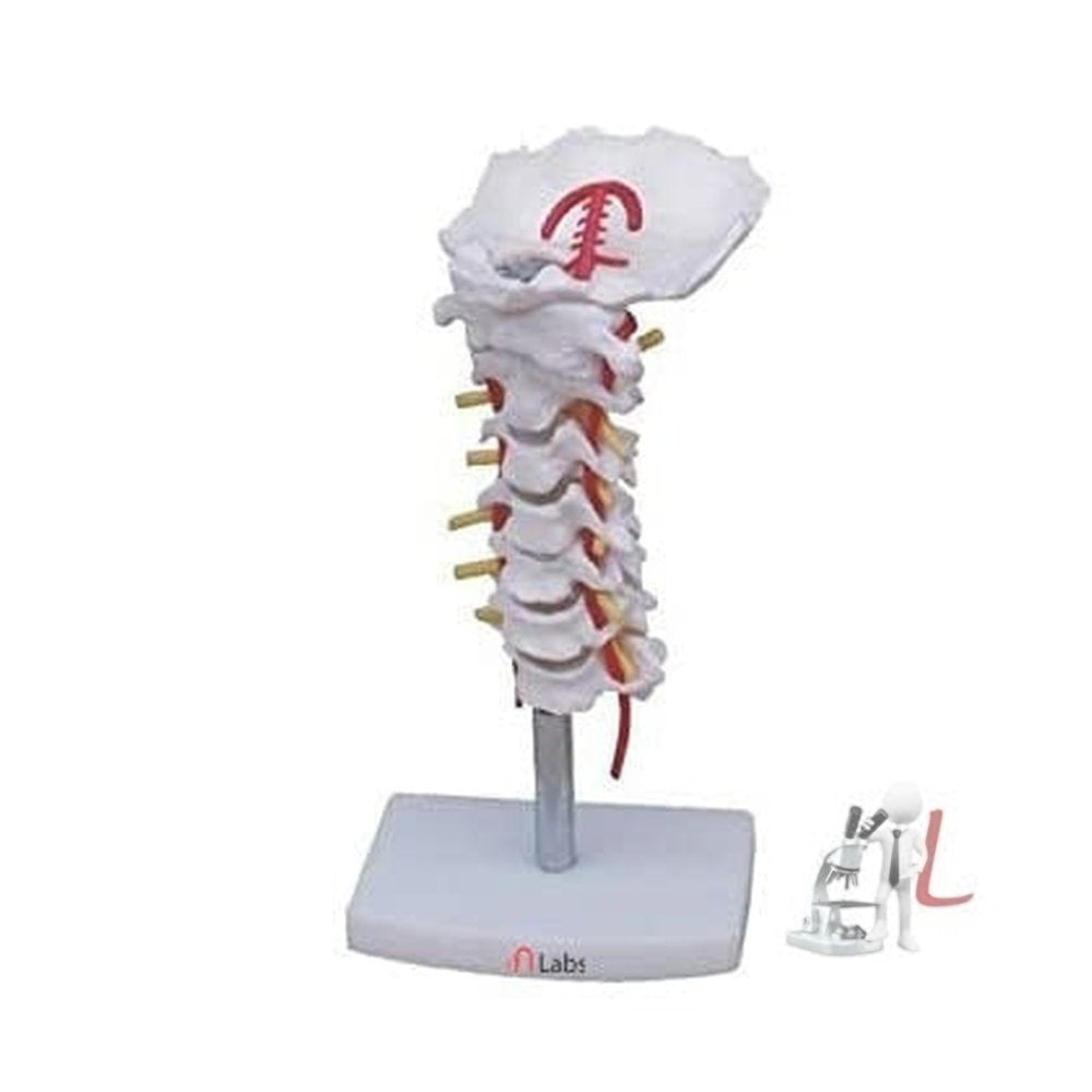 Cervical Vertebral Column with Neck Artery- 