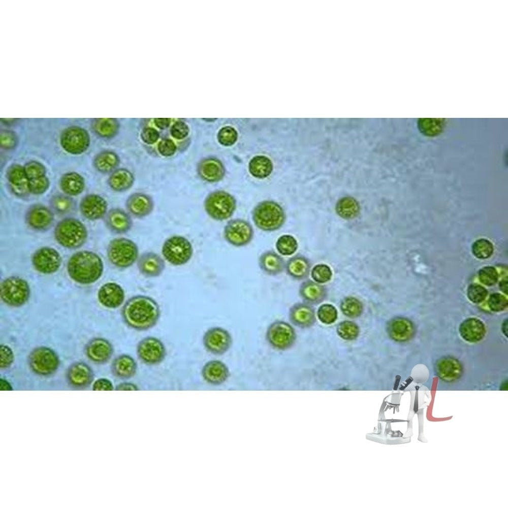 Chlorococcus W.M.- 