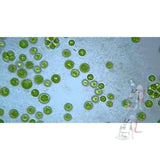 Closterium W.M.- 