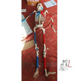 Color Human Skeleton Model - Laboratorydeal