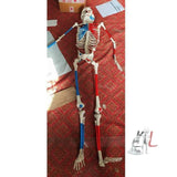 Color Human Skeleton Model- Lab Equipment