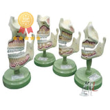 Denitition Development- ANATOMICAL MODELS