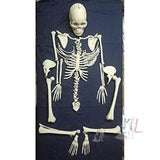 Disarticulated Skeleton For Sale (Fiber Model) 5 Feet- Laboratory equipments
