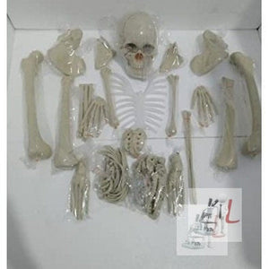 Disarticulated Human Skeleton Model (Bilateral) Life Bone Set for Medical Students (5 ft Tall)- 