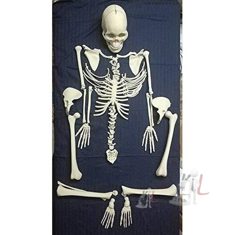 Disarticulated Skeleton For Sale (Fiber Model) 5 Feet - Laboratorydeal