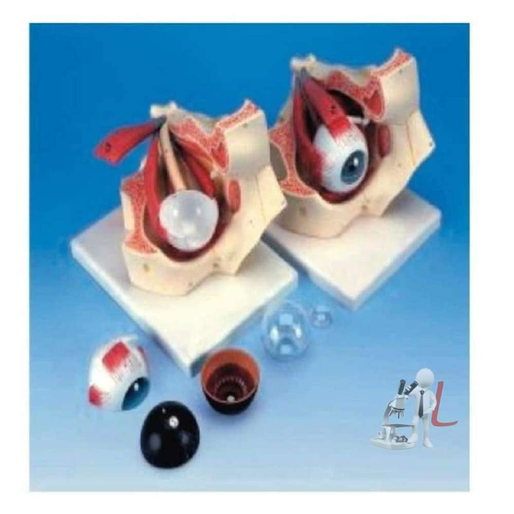 Eye In Bony Orbit - Laboratorydeal