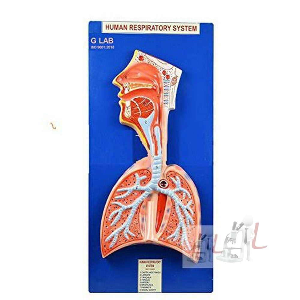 G LAB Human Respiratory System Model on Base - Laboratorydeal