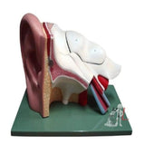Giant Ear 5 Times- ANATOMICAL MODELS